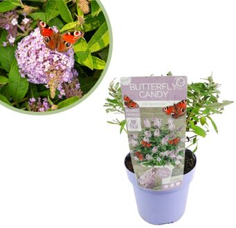 Buddleja Davidii Butterfly Candy Lila Sweetheart - Vlinderstruik - P19