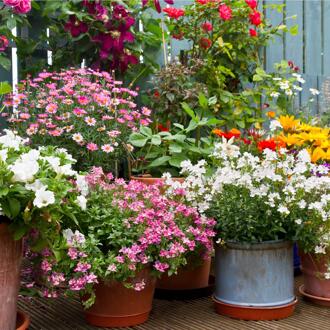 Buitencanvas bloemen in pot 58x58cm verschillende