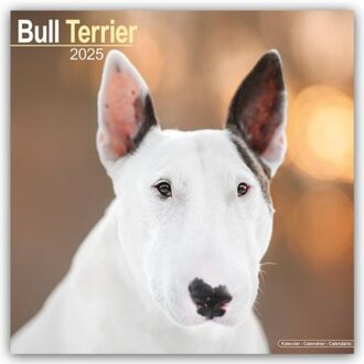Bull Terrier Calendar 2025 Square Dog Breed Wall Calendar - 16 Month - Browntrout Wandkalender - Avonside Publishing Ltd