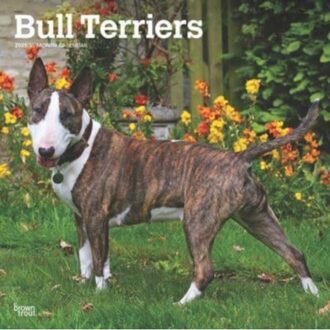 Bull Terriers 2025 12 X 24 Inch Monthly Square Wall Calendar Plastic-Free - Browntrout