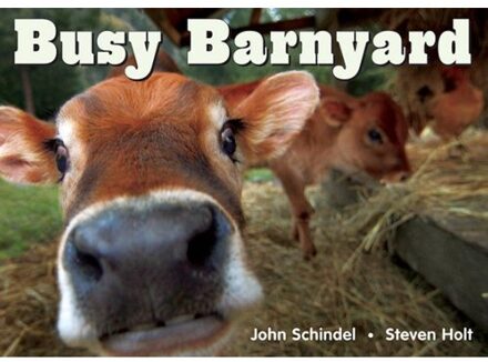 Busy Barnyard