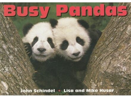 Busy Pandas