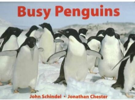 Busy Penguins