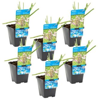 Butomus umballatus per 6 stuks | Zwanenbloem - Vijverplant in kwekerspot ⌀9 cm - ↕10-20 cm
