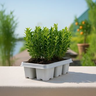 Buxus 6-pack bundel - P6