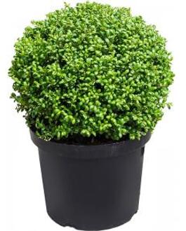 Buxus vervanger Ilex Crenata Convexa Bol XS 50 cm tuinplant