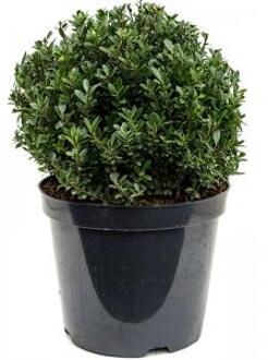 Buxus vervanger Ilex Crenata Maxima Bol M 55 cm tuinplant