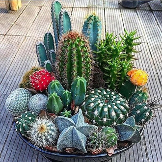 Cactus seed mixture. Seeds of various types of cactus lesland (~ 15 or 30 seeds)