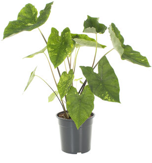 Caladium Frog in a Blender - P24