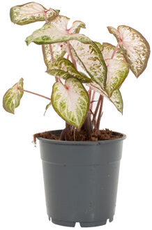 Caladium Pink Gem - P 12 cm