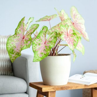 Caladium Seafoam Pink - P21