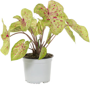 Caladium Strawberry Star - P 15 cm