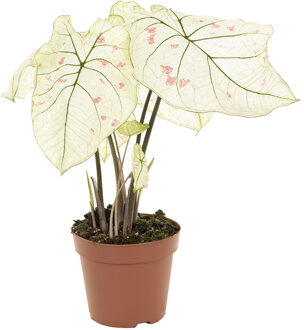 Caladium Strawberry Star - P 17 cm