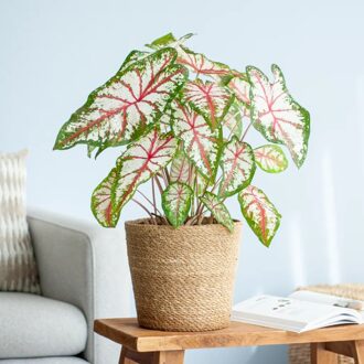 Caladium Tapestry - P21