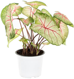 Caladium White Queen - P 15 cm