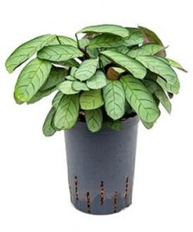 Calathea Ctenanthe burle maxi amagris S hydrocultuur plant