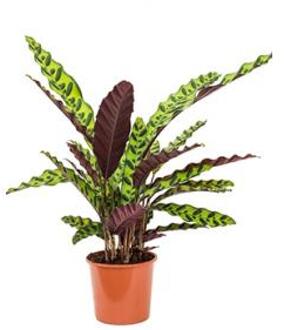 Calathea insignis S kamerplant