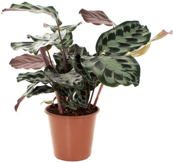 Calathea Kennedy - P 19 cm