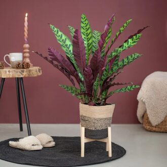 Calathea Lancifolia Insigne - Schaduwplant - P17