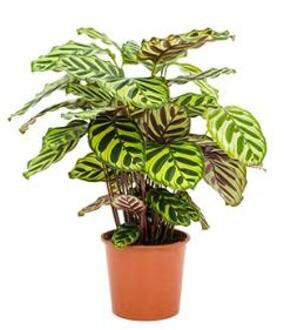 Calathea makoyana kamerplant