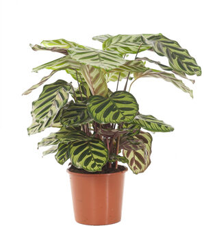 Calathea Makoyana (Schaduwplant) P 17 cm