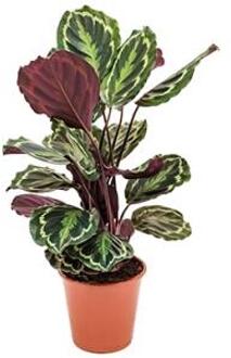 Calathea medallion kamerplant