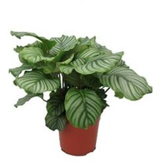 Calathea orbifolia kamerplant