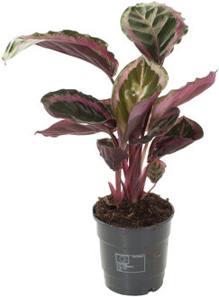 Calathea Roseopicta Angela - P 12 cm