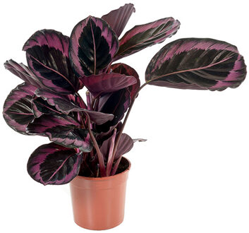 Calathea Roseopicta Dottie - P 14 cm