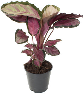 Calathea Roseopicta Rosy - P14