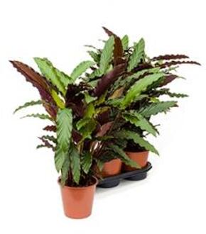 Calathea rufibarba wavestar S kamerplant