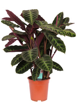 Calathea Warscewiczii (Shadowplant) P 21 cm