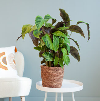 Calathea Yellow Fusion - P12