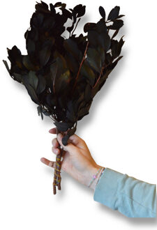 Calex bladeren geprepareerd groen