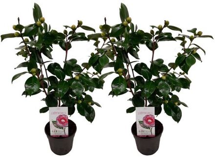 Camellia Japonica 'bonomiana' - Set De 2 - Japanse Roos - ⌀15cm - Hoogte 50-60cm