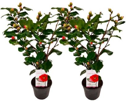 Camellia Japonica 'dr. King' - Set Van 2 - Japanse Roos - ⌀15cm - Hoogte 50-60cm