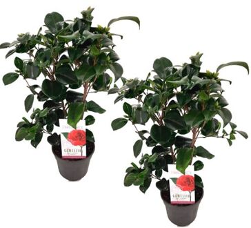 Camellia Japonica 'lady Campbell' - Set Van 2 - Roos - Pot 15cm - Hoogte 50-60cm