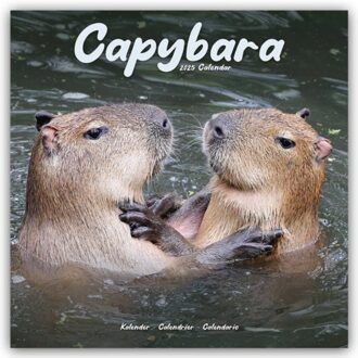 Capybara Calendar 2025 Square Animal Wall Calendar - 16 Month - Browntrout Wandkalender - Avonside Publishing Ltd