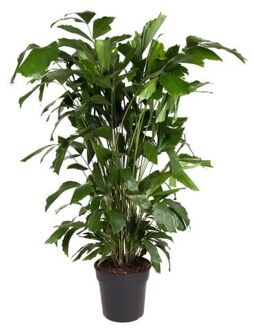 Caryota Mitis - Groene Kamerplant - Pot 27cm - Hoogte 120-130cm