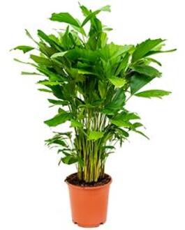 Caryota Palm mitis S kamerplant