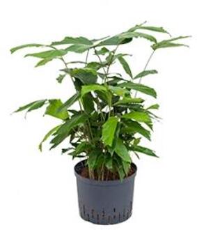 Caryota vissenstaartpalm mitis hydrocultuur plant