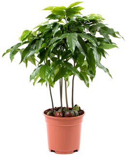 Castanospermum Australe Castano's P 17 cm