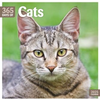 Cats 365 Days Square Wall Calendar 2025 - Calendars, Carousel