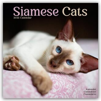 Cats - Siamese Calendar 2025 Square Cat Wall Calendar - 16 Month - Browntrout Wandkalender - Avonside Publishing Ltd