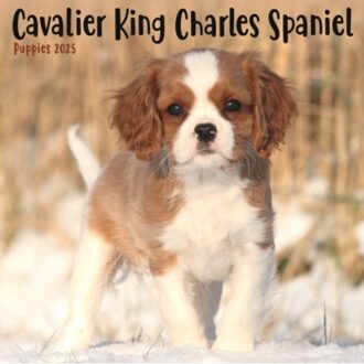 Cavalier King Charles Spaniel Puppies Square Mini Calendar 2025 - Ltd, Avonside Publishing