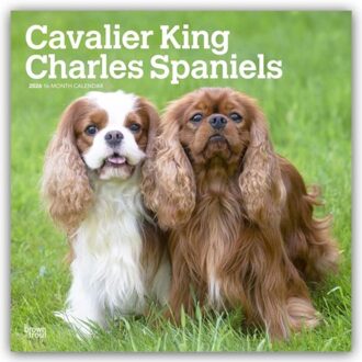 Cavalier King Charles Spaniels 2026 - 16-Monatskalender - Browntrout Wandkalender - Browntrout Publishers