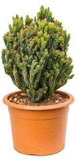 Cereus cactus monstrosus coral kamerplant
