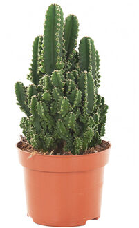 Cereus Peruvianus Florida - P 9 cm