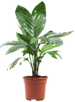 Chamaedorea Metallica (metal palm) - P 14 cm