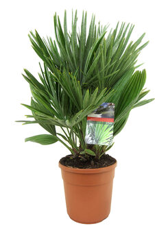 Chamaerops Humilis 'Vulcano' P 24 cm